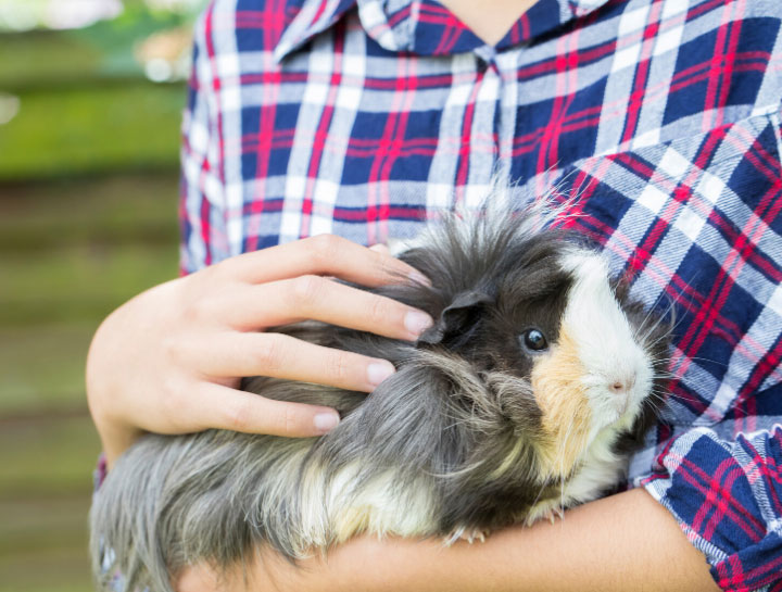 Bordentown Small Animal Veterinarian