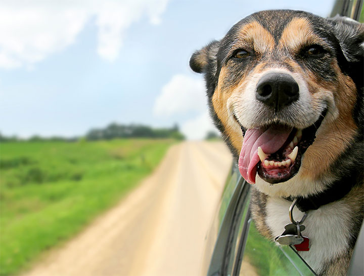 Bordentown Pet Dentist